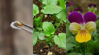 Download Planting flowers | How to grow Pansy from seeds | Growing pansies from seed MP3