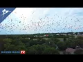Bat Crazy In Round Rock