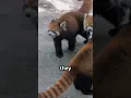 Download Lagu The Playful World of Red Panda