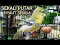 Lagu SEKALI PUTAR NYAUT SEMUA! SIRTU GACOR MENANTANG EMOSI LAWAN DENGAN SUARA SIRTU VARIASI SIRTU JANTAN