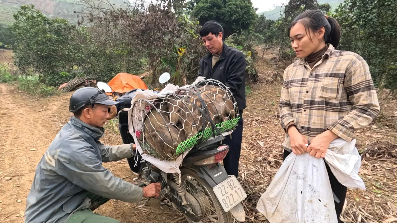 The first litter of piglets has been sold. The secret of the land. Ly Vy Ca