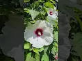 Lowes Clearance Plant - Bloomables brand Head over Heals Hibiscus