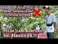 Download Lagu MENGATASI KERITING CABE, DENGAN CARA CEPAT \u0026 TEPAT