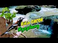 Download Lagu Terapi air untuk burung #Anis macan - Gemericik air mengalir terapi burung macet bunyi
