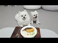 Download Lagu Ik heb donkatsu gemaakt voor de puppy's!