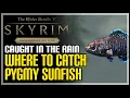 Pygmy Sunfish Locations Skyrim How to Catch Pygmy Sunfish