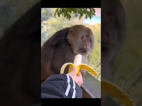 Men vs Monkey#funny#shorts#tiktok