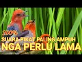 Download Lagu suara pikat kemade paling ampuh ||BUKTIKAN SEKARANG!!