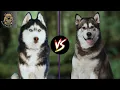 Alaskan Malamute vs Siberian Husky Which one is preferred