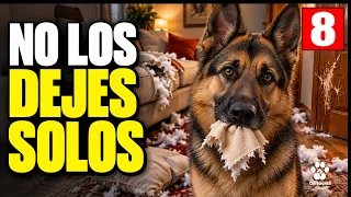 8 Razas de Perros que NO Soportan la SOLEDAD (No es Rebeldía)