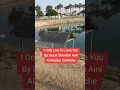 Download Lagu I Only Live To Love You by Datuk Sharifah Aini | #shorts #music #alkhobar #corniche #saudiarabia