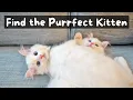 How to Buy a Ragdoll Kitten from a Reputable Breeder 6 Step Process The Cat Butler
