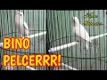 Download Lagu Lovebird Albino MM Fighter!