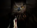 Download Lagu MITOS SUARA BURUNG HANTU #shorts