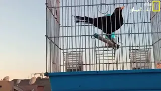 تمتع مع تغريد طائر شحرور يعتبر أفضل تغريد بعد الحسون و العندلين دندنها