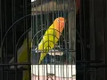 Download Lagu LOVEBIRD JANTAN BIRAHI NGEKEK #shorts #lovebird