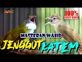 Download Lagu MASTERAN CUCAK JENGGOT VS KAPAS TEMBAK | KOLABORASI PANAS BESET DAN NEMBAK