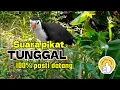 Download Lagu SUARA BURUNG RUAK RUAK TUNGGAL AMPUH TERBAIK JERNIH 