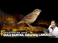 Download Lagu LANGKA BANGET! PETERNAK INI BERJUANG CEGAH PUNAHNYA BRANJANGAN JAVANICA