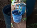 Download Lagu Tangki Ikan DIY untuk Ikan Nila Merah