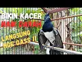 Lagu AWAS BIKIN KACER EMOSI !! PANCINGAN KACER GACOR TARUNG DAN BUKA EKOR COCOK UNTUK MENAIKAN EMOSI