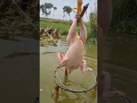 Unique trap fishing system using whole chicken
