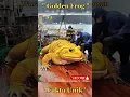 Download Lagu Katak Raksasa Emas Muncul di Atas Kapal! Nyata atau Fiksi.?  #HewanAneh  #DuniaNyata#FaktaMenarik