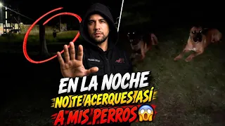 Nunca te acerques así a perros desconocidos en la oscuridad 😱 