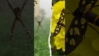 A Dreamy Winter Macro Wildlife Insects Viralshort Villagelife Natgeowild Flowers Droplets 