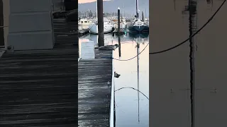 They’re connected at the soul ! Hope you have a great day ! #fyp #sailing #doberman #wildlife #pets