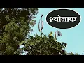 Download Lagu सोनापाठा (श्योनाक), पहचान और फायदे │Oroxylum Indicum (Indian Trumpet Tree) Identification \u0026 Benefits