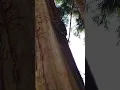 Download Lagu Episode 14: Raccoon vs. Blue Heron: One Climb, One Nest, One Awkward Exit!