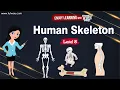 Human Skeleton Bones Cartilage Skeleton System Human Skeletal System and its Functions