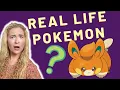 Pawmi Pokemon in Real Life Pokemon Violet Pokemon Scarlet
