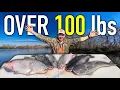 GIANT CatFish on JUGLINEs in Late Winter Catch and Cook