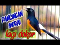 Download Lagu MURAI GACOR PANCINGAN MURAI YANG LAGI DORONG EKOR BIAR CEPAT GACOR
