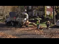 Fall 2017 Leaf Collection