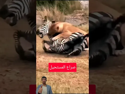 حمار وحشي يقرر تدمير المفترس بلا مهابة 🔥🦓 #shorts