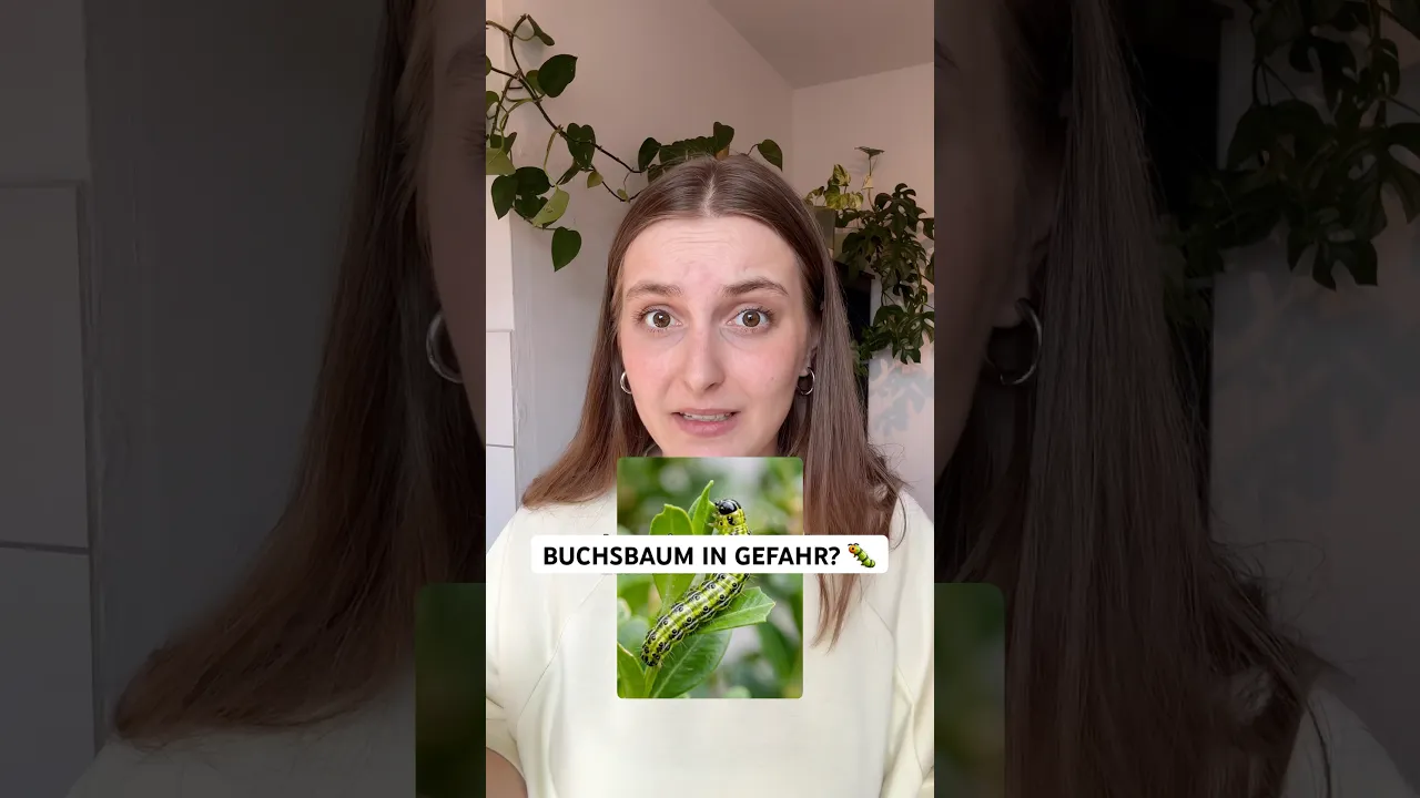 Buchsbaumzünsler erkennen & bekämpfen – so rettest du deine Hecke im Frühling 🐛