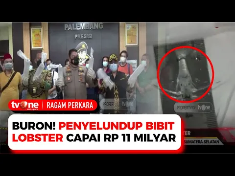 Polisi Ungkap Penyelundupan 74 Ribu Benih Lobster di Palembang