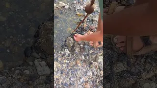 A Mexican mussel eating dog!!