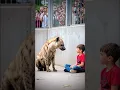 Download Lagu Hyena \u0026 Boy 😱😱 #animal #wildlife #wildlifeanimals