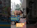 Download Lagu Qurbani Cow Unloading time!