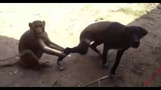 angalia jinsi nyani anavyomchezea mbwa na paka 