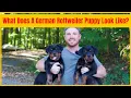 What Does A German Rottweiler Puppy Look Like