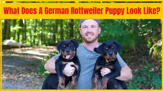 What Does A German Rottweiler Puppy Look Like