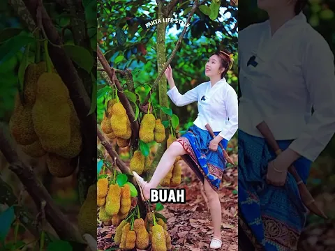 Kebun Cempedak Gadis Ini Bikin Ngiler, Buahnya Manis Banget! 🤤🌳