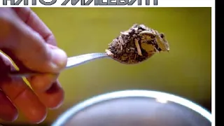 lekkersweet chela korobela ft biodizy u0026 thato malebati