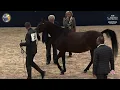 Download Lagu N 34 MOUHANNAS MAYADA   German National Championships   Aachen   Mares 8+ Years Old Class 11