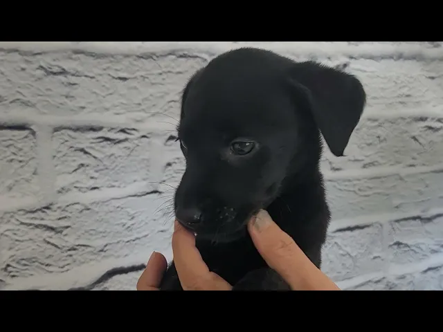 動画